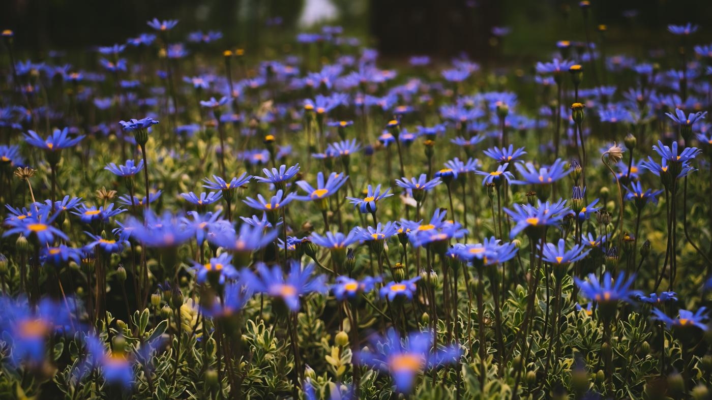 Hoopvol nieuws over rechtsbescherming bij fiscale invordering?