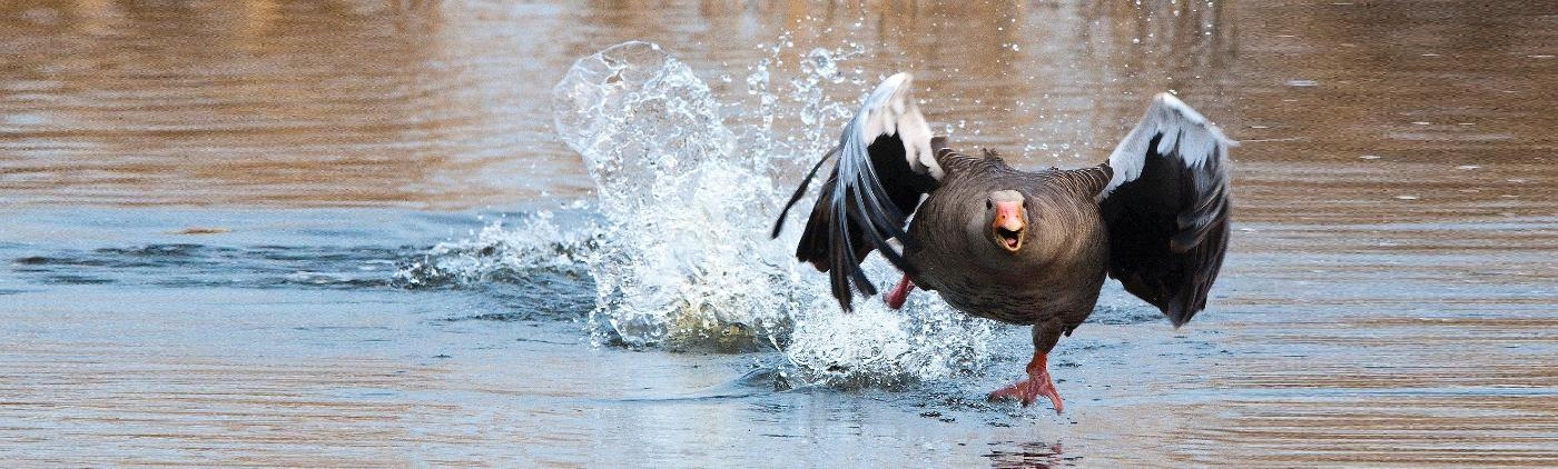 Crypto-inkeer straks te laat door informatie-uitwisseling (DAC8)? 